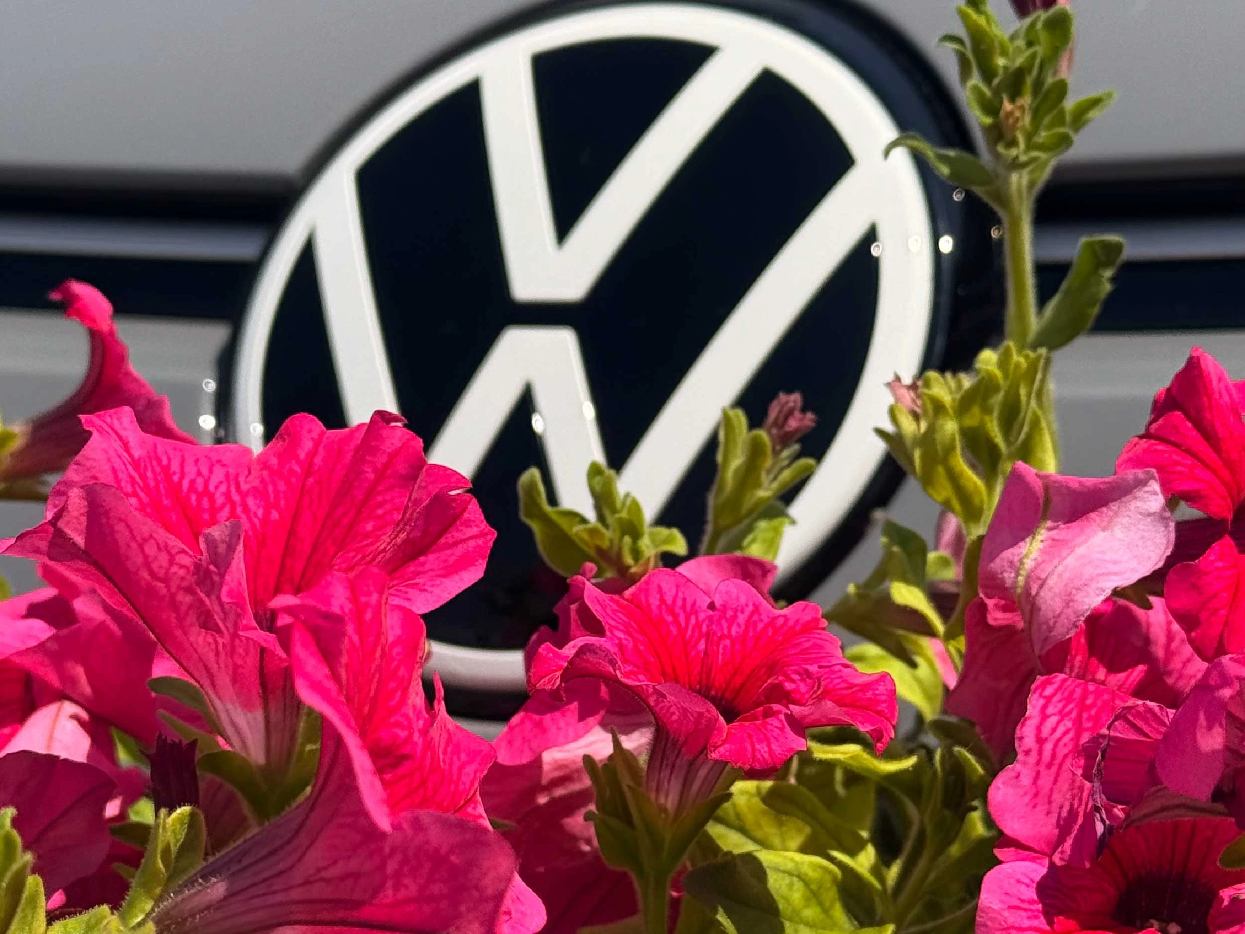 Imm List Amonza In Fiore 20 (1)